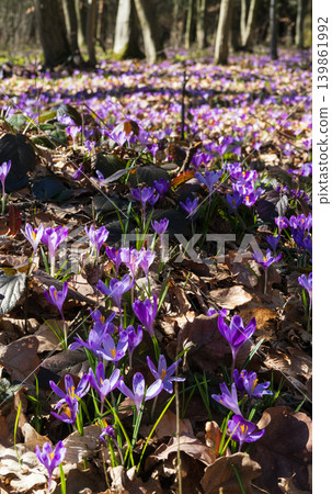 Violet Crocus heuffelianus (Crocus vernus) flowers in spring forest. Violet Crocus heuffelianus (Crocus vernus) flowers in spring forest. 139861992