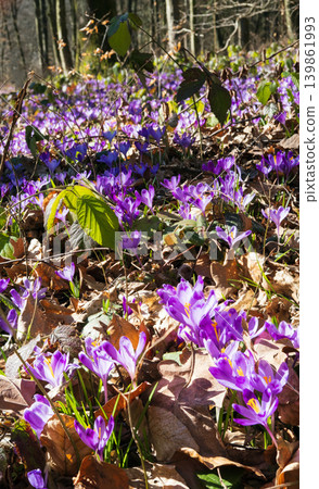 Violet Crocus heuffelianus (Crocus vernus) flowers in spring forest. Violet Crocus heuffelianus (Crocus vernus) flowers in spring forest. 139861993