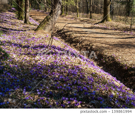 Violet Crocus heuffelianus (Crocus vernus) flowers in spring forest. Violet Crocus heuffelianus (Crocus vernus) flowers in spring forest. 139861994