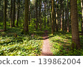 Spring mountain forest path view  (Carpathians, Ukraine.) 139862004