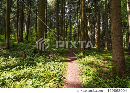 Spring mountain forest path view (Carpathians, Ukraine.) Spring mountain forest path view (Carpathians, Ukraine.) 139862004