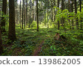 Spring mountain forest path view  (Carpathians, Ukraine.) 139862005