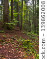 Spring mountain forest path view  (Carpathians, Ukraine.) 139862008