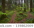 Spring mountain forest path view  (Carpathians, Ukraine.) 139862009
