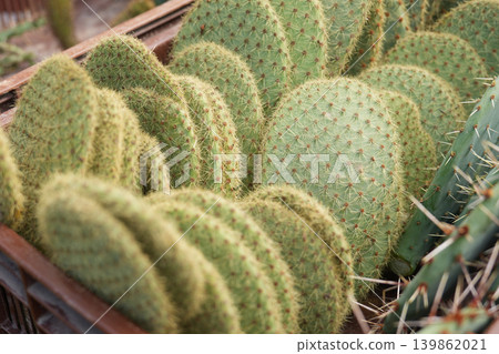 Cactus desert plant succulent botanical nature spines garden macro Cactus desert plant succulent botanical nature spines garden macro 139862021