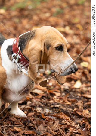 Cute Artesian normand basset dog standing outdoors on autumn forest trail leash 139862033