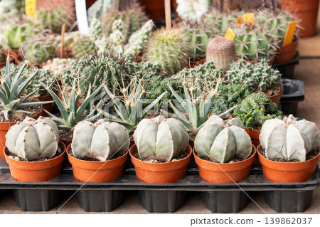 Assorted small cactus succulent plants displayed at garden marketplace stall. Astrophytum myriostigma, Echinopsis, Mammillaria species Assorted small cactus succulent plants displayed at garden marketplace stall. Astrophytum myriostigma, Echinopsis, Mammillaria species 139862037
