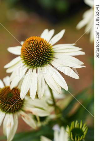 Macro white echinacea coneflower blooming beautifully with textured green cone center. Latin: Echinacea purpurea White Swan Macro white echinacea coneflower blooming beautifully with textured green cone center. Latin: Echinacea purpurea White Swan 139862041