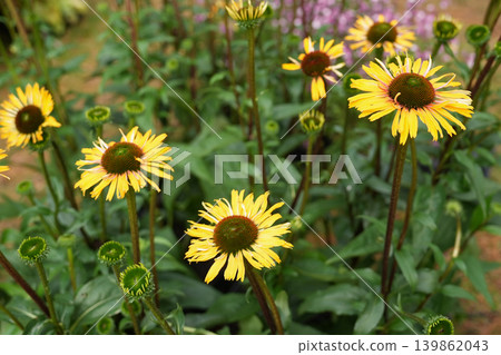 Yellow coneflower echinacea plants blooming naturally in vibrant perennial summer flower garden. Latin: Echinacea paradoxa Yellow coneflower echinacea plants blooming naturally in vibrant perennial summer flower garden. Latin: Echinacea paradoxa 139862043