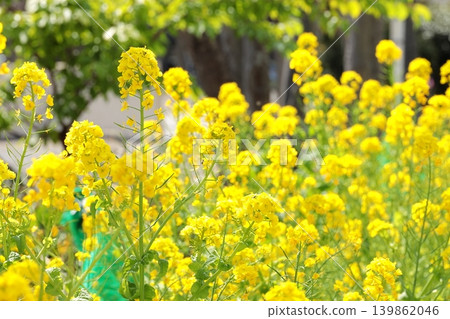 Rape blossom close-up Rape blossom close-up 139862046