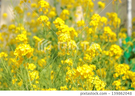 油菜花特寫 139862048