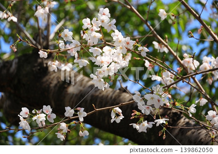 Cherry blossom close up Cherry blossom close up 139862050