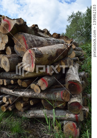 Cut out hardwood logs Cut out hardwood logs 139862103