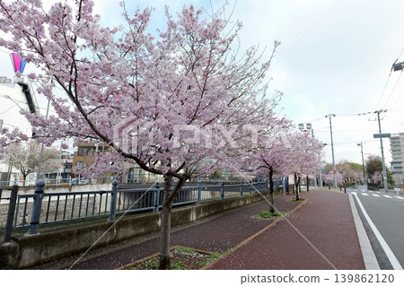 大岡川步道,南櫻花節的櫻花 大岡川步道,南櫻花節的櫻花 139862120