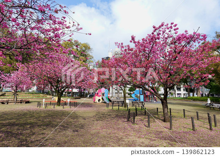 橫濱公園的櫻花 橫濱公園的櫻花 139862123