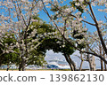 Minato Mirai, Yamashita Park cherry blossoms 139862130