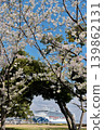 Minato Mirai, Yamashita Park cherry blossoms 139862131