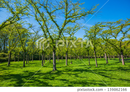 Green trees in sunny park landscape under clear blue sky Green trees in sunny park landscape under clear blue sky 139862166
