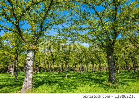 Sunny green park with trees and fresh spring grass Sunny green park with trees and fresh spring grass 139862213