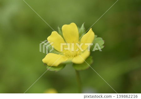 Flower of Hevy Strawberry Flower of Hevy Strawberry 139862216
