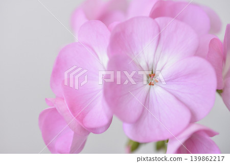 Geranium Geranium 139862217