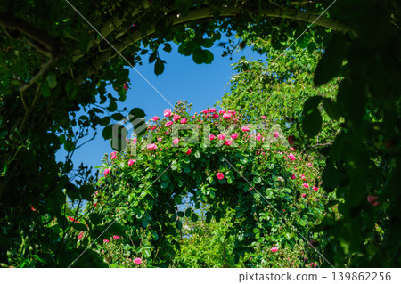 Roses arch Roses arch 139862256