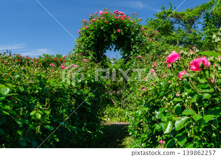 Rose flower garden 139862257