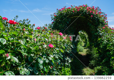Rose tunnel Rose tunnel 139862259
