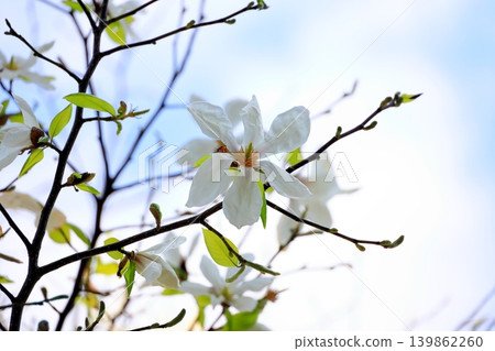 Magnolia flower closeup Magnolia flower closeup 139862260