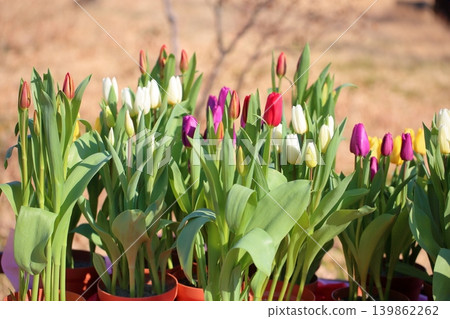 Winter-blooming, in full bloom, vibrant tulip flowers 139862262
