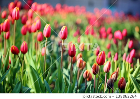 Winter-blooming, in full bloom, vibrant tulip flowers Winter-blooming, in full bloom, vibrant tulip flowers 139862264