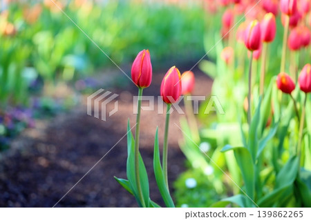 Winter-blooming, in full bloom, vibrant tulip flowers 139862265