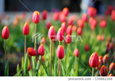 Winter-blooming, in full bloom, vibrant tulip flowers Winter-blooming, in full bloom, vibrant tulip flowers 139862268