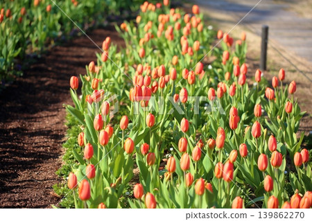 Winter-blooming, in full bloom, lovely tulip flowers 139862270