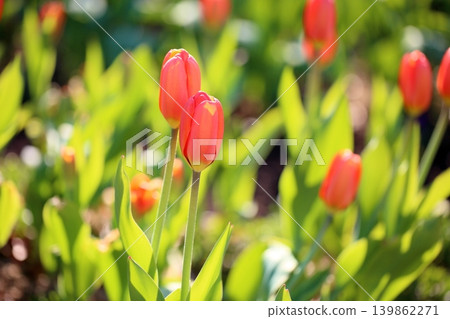 Winter-blooming, in full bloom, lovely tulip flowers Winter-blooming, in full bloom, lovely tulip flowers 139862271