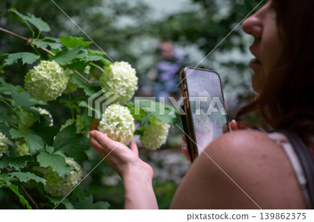 Woman photographs white hydrangea blossoms with smartphone while touching flower cluster in lush green garden with shallow depth of field. Social media, mobile photography, lifestyle, wellness Woman photographs white hydrangea blossoms with smartphone while touching flower cluster in lush green garden with shallow depth of field. Social media, mobile photography, lifestyle, wellness 139862375