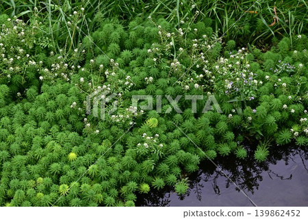 Watercress flower / Dutch poppy Watercress flower / Dutch poppy 139862452