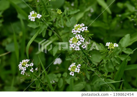 西洋菜花/荷蘭罌粟 西洋菜花/荷蘭罌粟 139862454