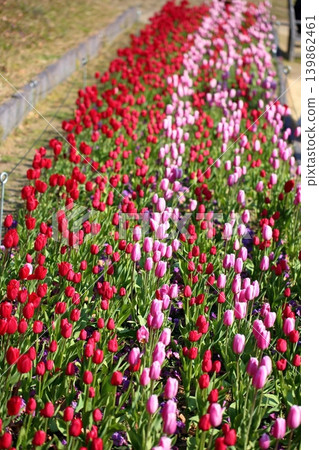 Winter-blooming, in full bloom, vibrant tulip flowers Winter-blooming, in full bloom, vibrant tulip flowers 139862461