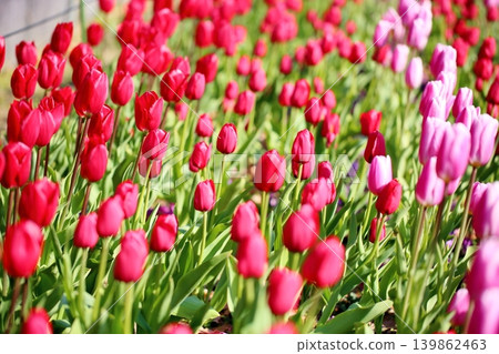 Winter-blooming, in full bloom, vibrant tulip flowers Winter-blooming, in full bloom, vibrant tulip flowers 139862463