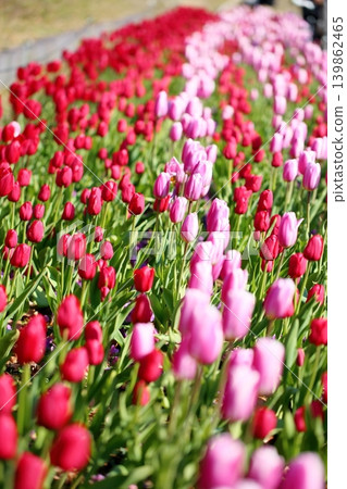 Winter-blooming, in full bloom, lovely tulip flowers 139862465
