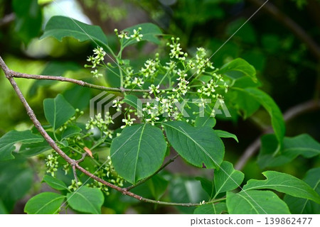 Mayumi flower, Dan, Mayumi Mayumi flower, Dan, Mayumi 139862477