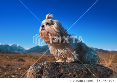 Shih tzu dog with sitting on stone on mountains background 139862497