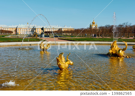 fountains of the upper garden of Peterhof Palace at clear sunny day, preparations for the opening of the fountain season, gold covered 139862565