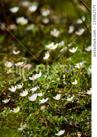 A close up view of white anemone flowers in the first days of spring in a natural park in sunny weather, bright greenery, no people A close up view of white anemone flowers in the first days of spring in a natural park in sunny weather, bright greenery, no people 139862575