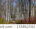 a path through a birch thicket in a spring park at sunset, fresh foliage, white tree trunks 139862582
