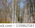 a path through a birch thicket in a spring park at sunset, fresh foliage, white tree trunks 139862583