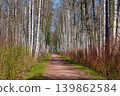 a path through a birch thicket in a spring park at sunset, fresh foliage, white tree trunks 139862584