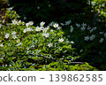 A close up view of white anemone flowers in the first days of spring in a natural park in sunny weather, bright greenery, no people 139862585