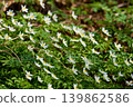 A close up view of white anemone flowers in the first days of spring in a natural park in sunny weather, bright greenery, no people 139862586